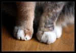 Kattenoppas